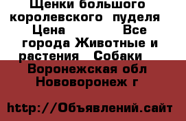 Щенки большого (королевского) пуделя › Цена ­ 25 000 - Все города Животные и растения » Собаки   . Воронежская обл.,Нововоронеж г.